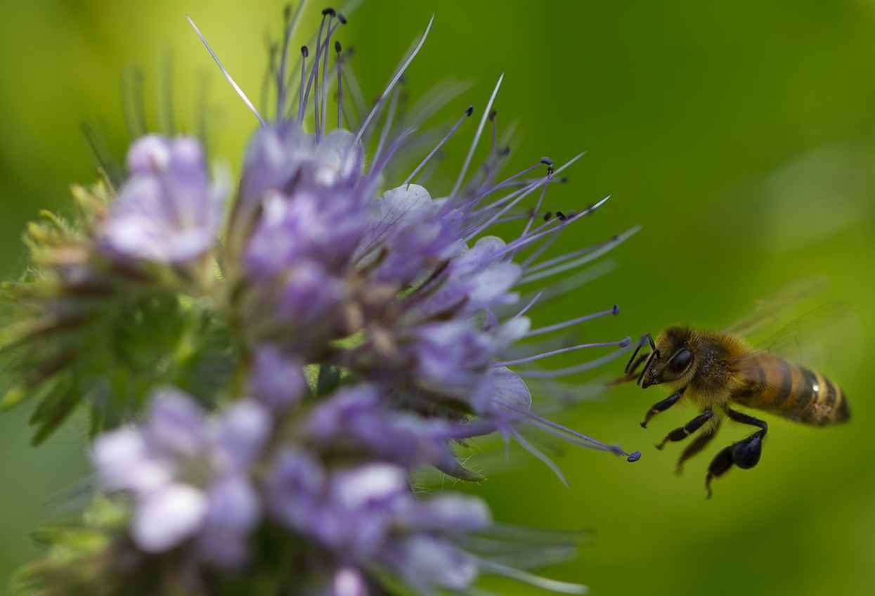 Biodiversiteit: de natuur opnieuw centraal stellen binnen de financiële sector